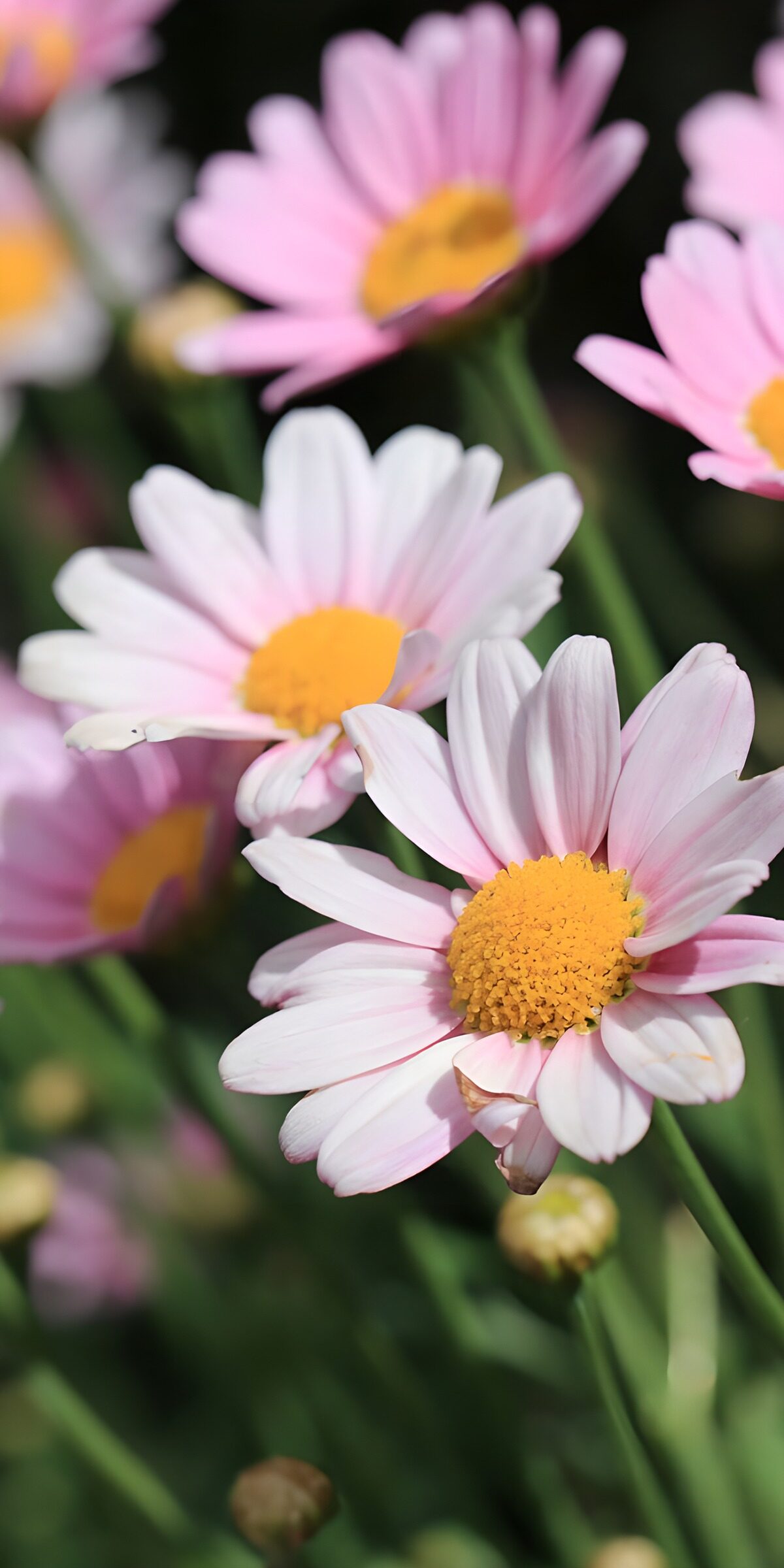 TPDE15949: Zarte rosa Gänseblümchen im Sonnenlicht