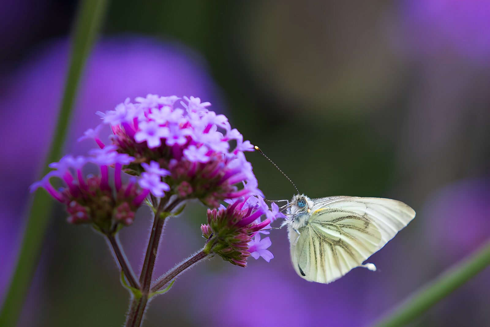 TPDE26788: Grünader-Weißling am Sommerflieder