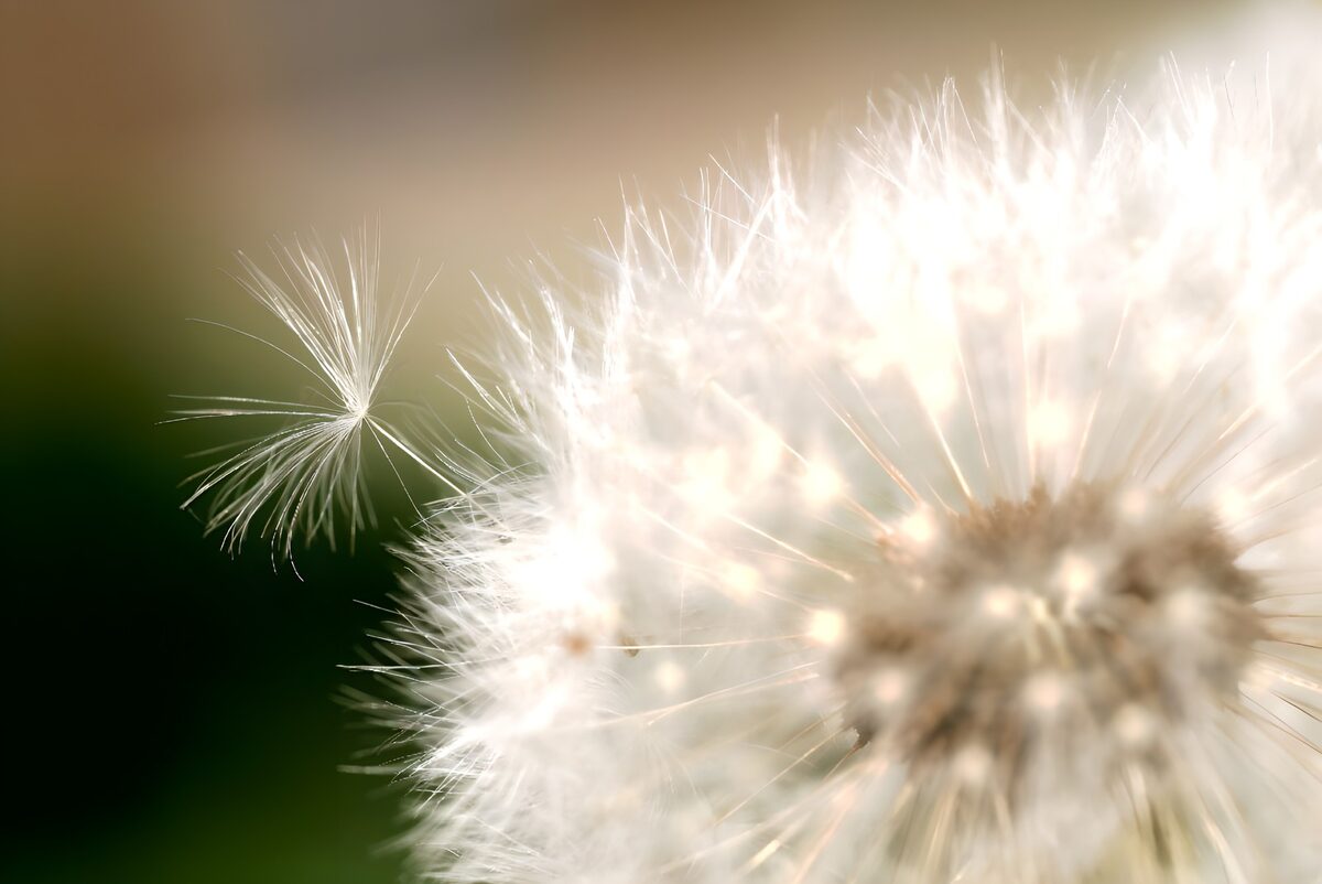 Nahaufnahme einer Pusteblume