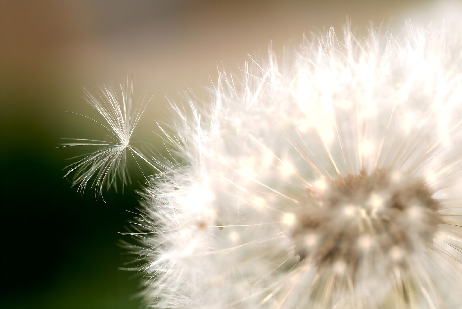 TPDE45938: Nahaufnahme einer Pusteblume