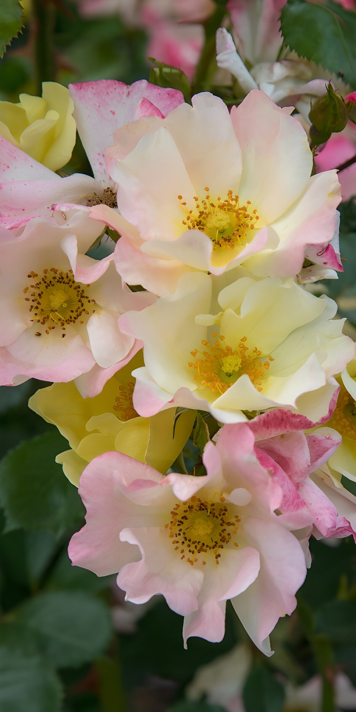 TPDE27464: Zarte Rosenblüten in sanften Farben