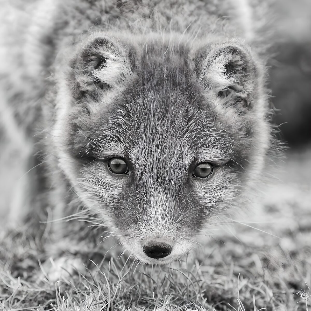TPDE41121: Arctic Fox im Fokus