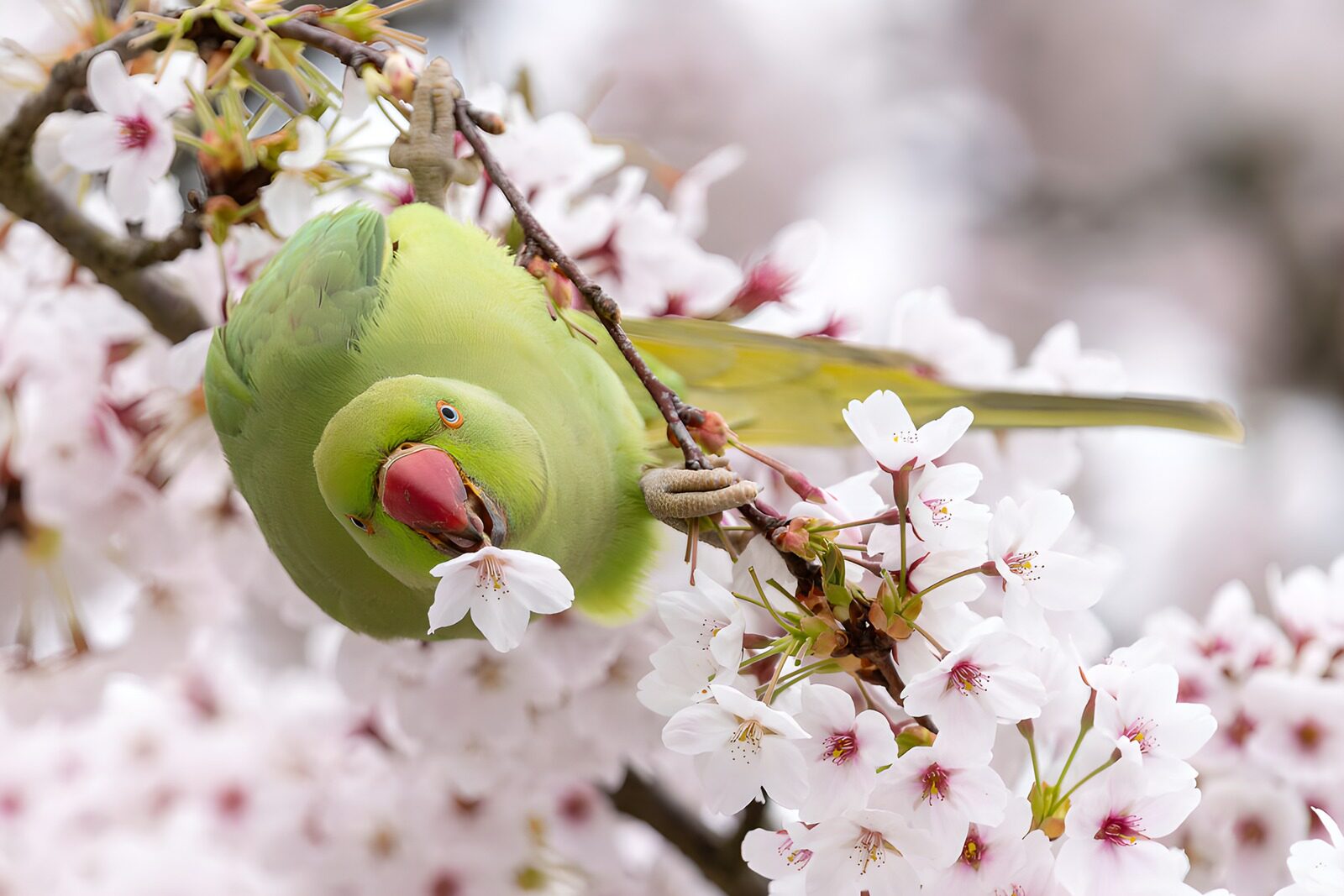 TPDE61653: Papagei zwischen Kirschblüten
