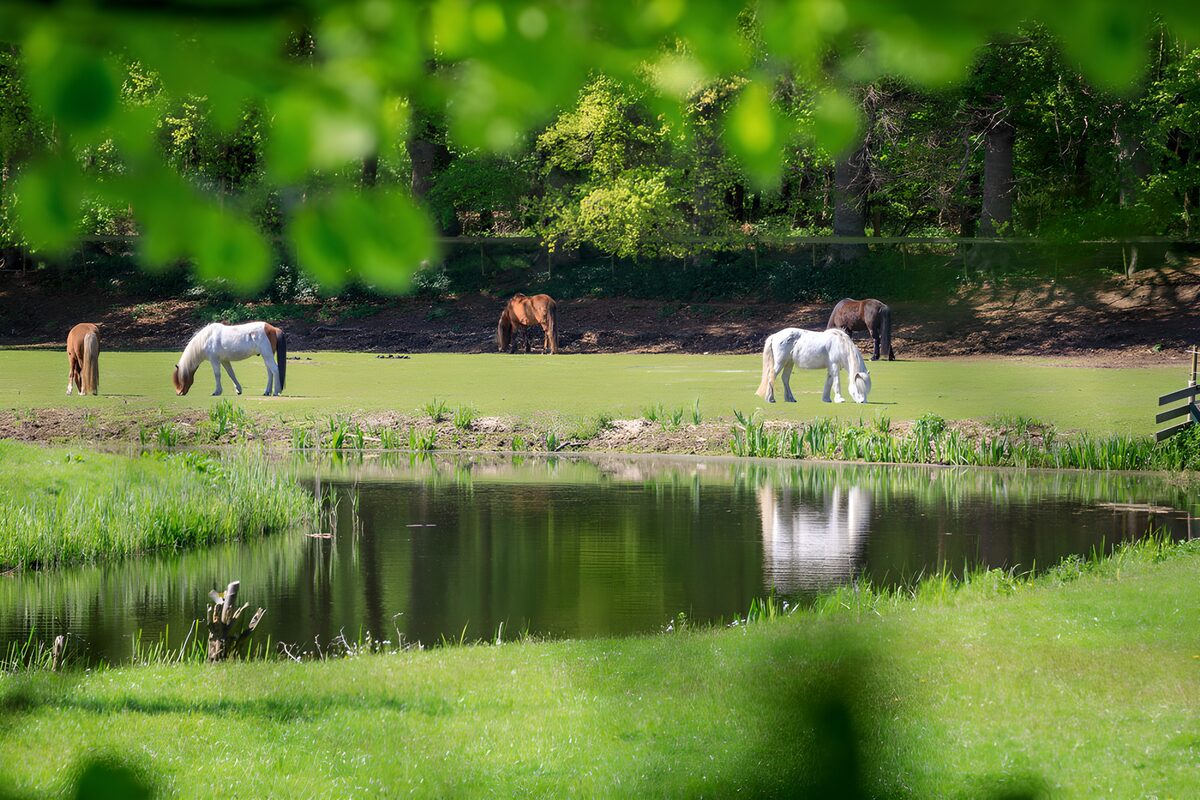 TPDE76595: Pferde in der malerischen Landschaft