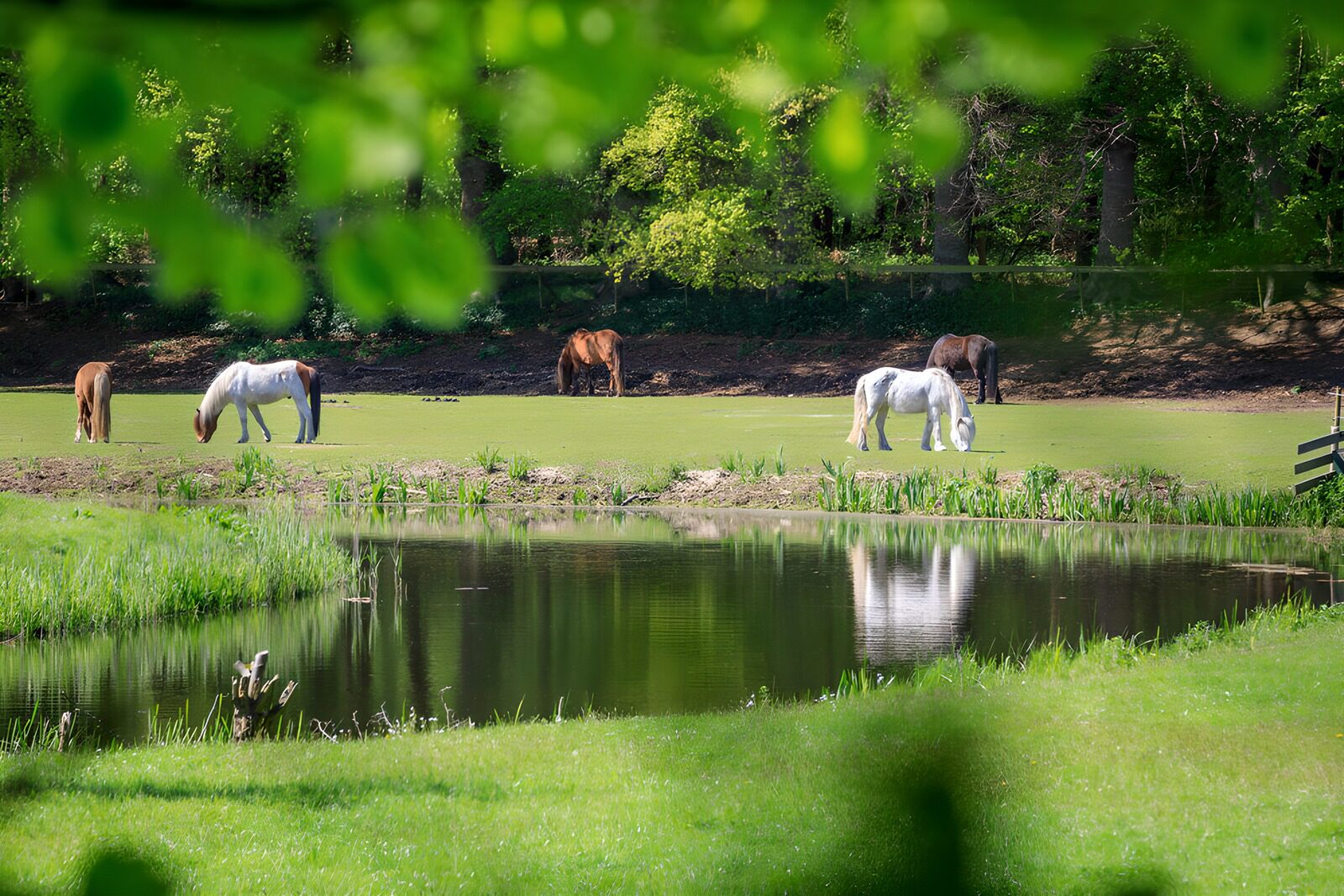 TPDE76595: Pferde in der malerischen Landschaft