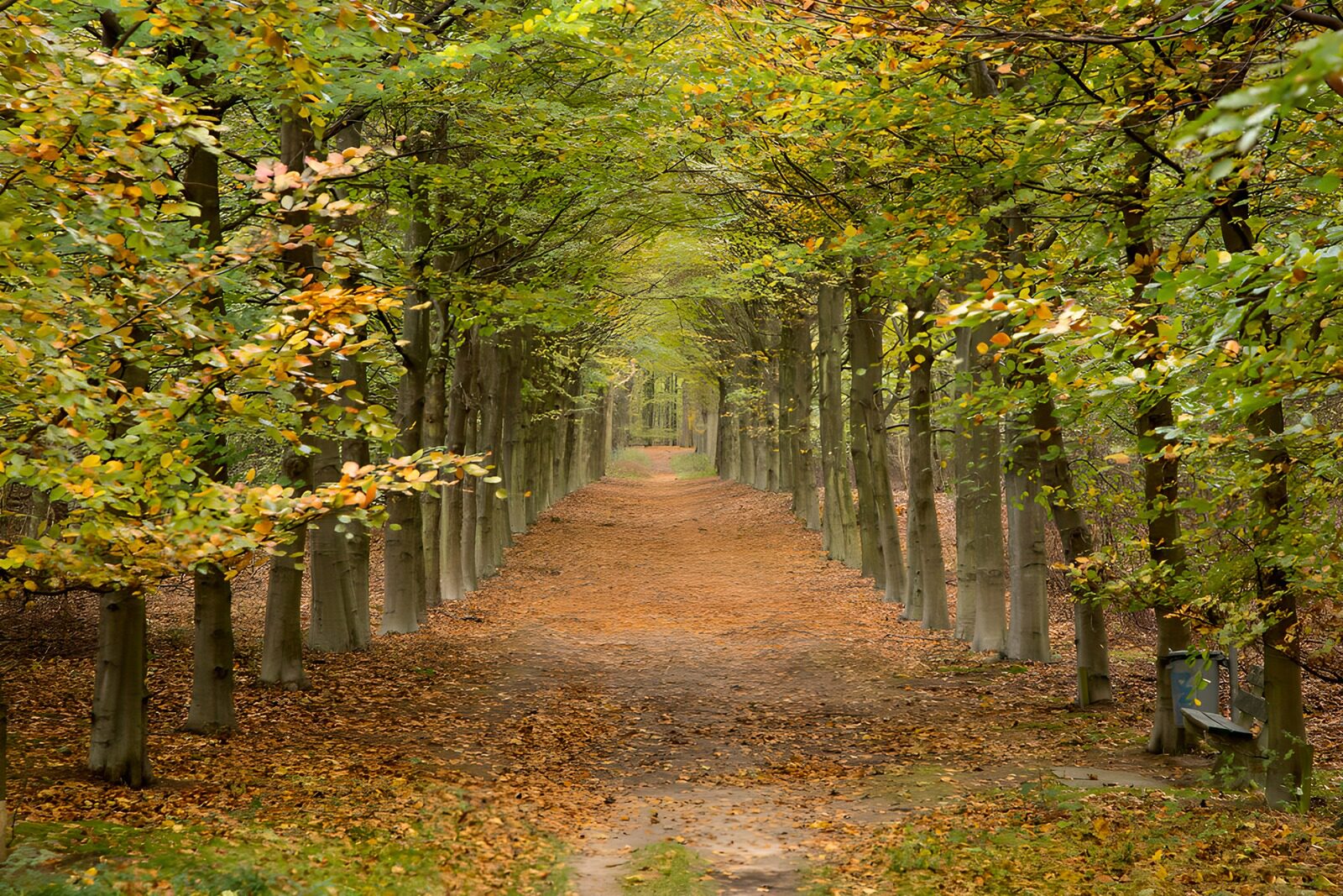 TPDE19534: Herbstlicher Waldweg mit Laub
