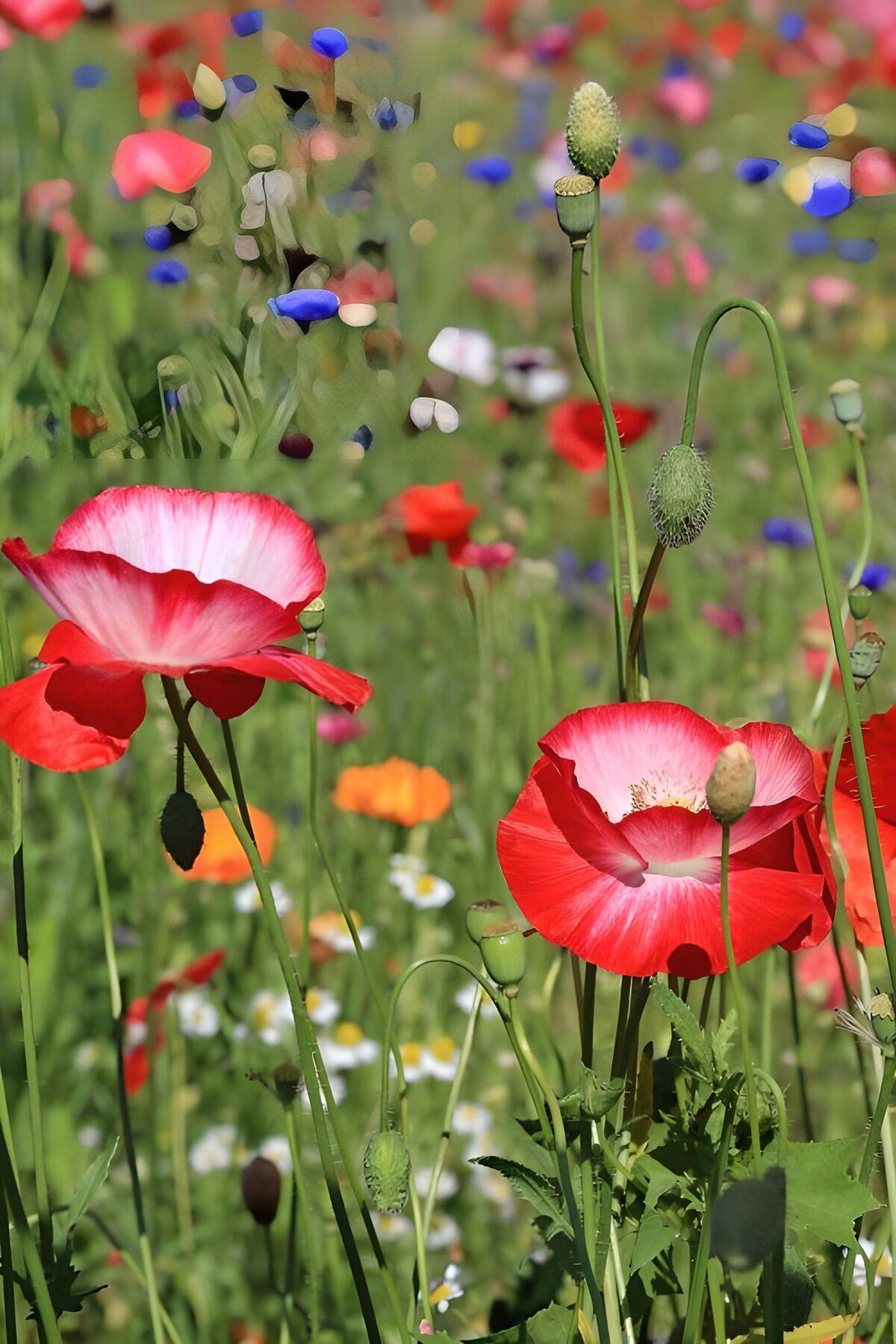 farbenprächtige rosaroter Klatschmohn