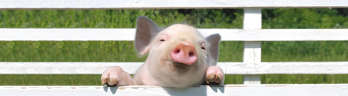 TPDE80692: Lustiges Schwein am Zaun