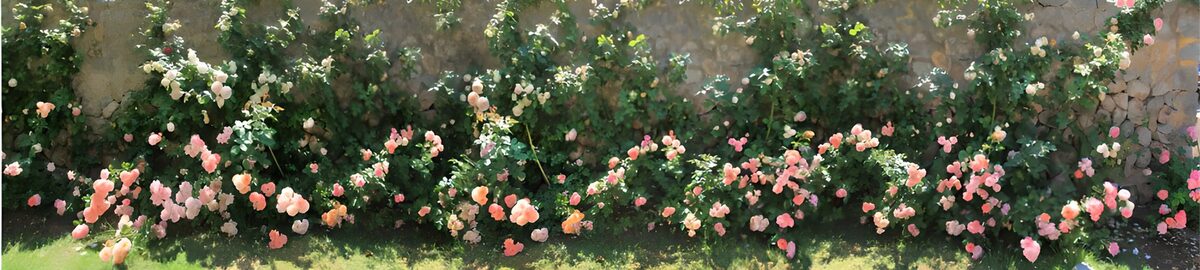 TPDE23097: weiße Rosen vor einer alten Mauer