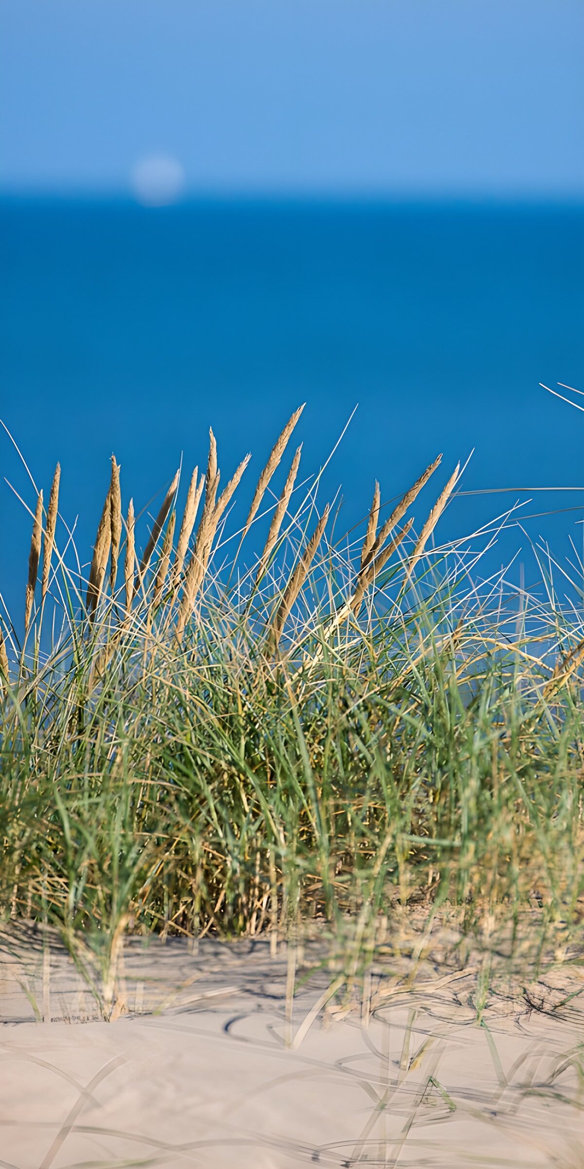 TPDE35958: Küstenlandschaft mit Grass