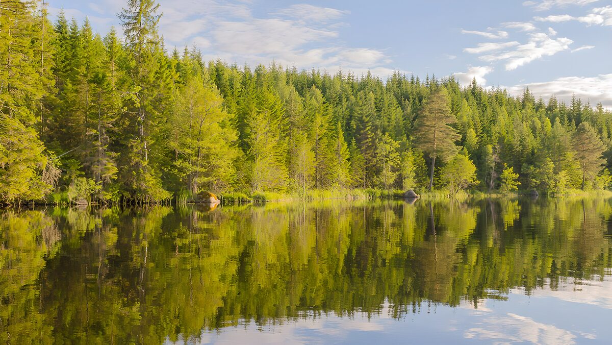 TPDE42027: Ruhiger Waldsee im Sonnenlicht