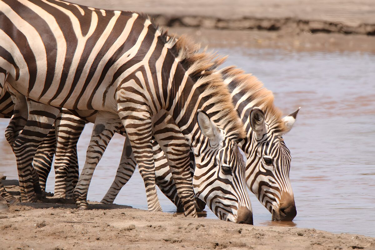 TPDE78504: Zebras am Wasserloch