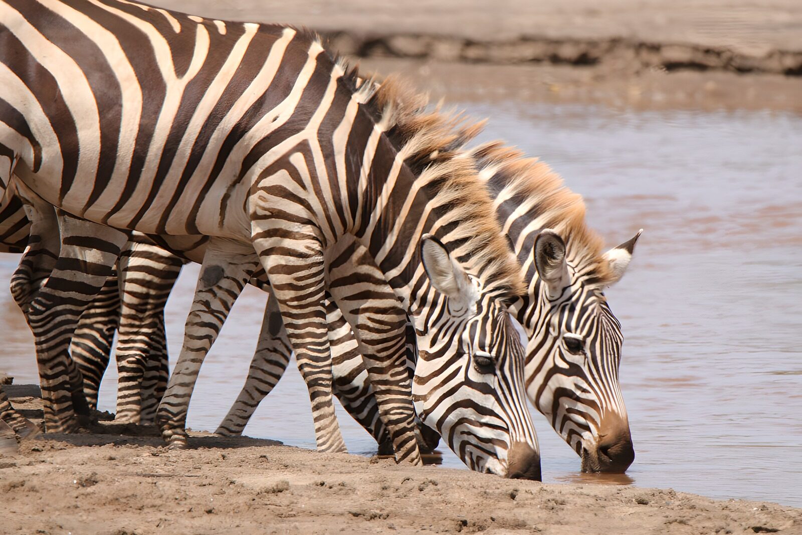 TPDE78504: Zebras am Wasserloch