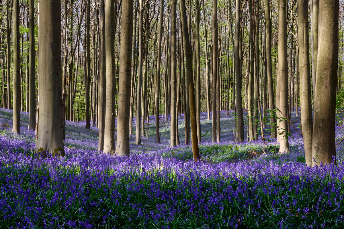 TPDE71672: Blühende Waldlandschaft im Frühling