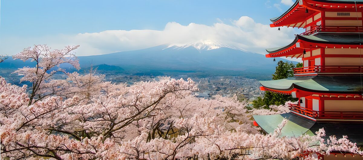Kirschblüten und Fuji-Berg