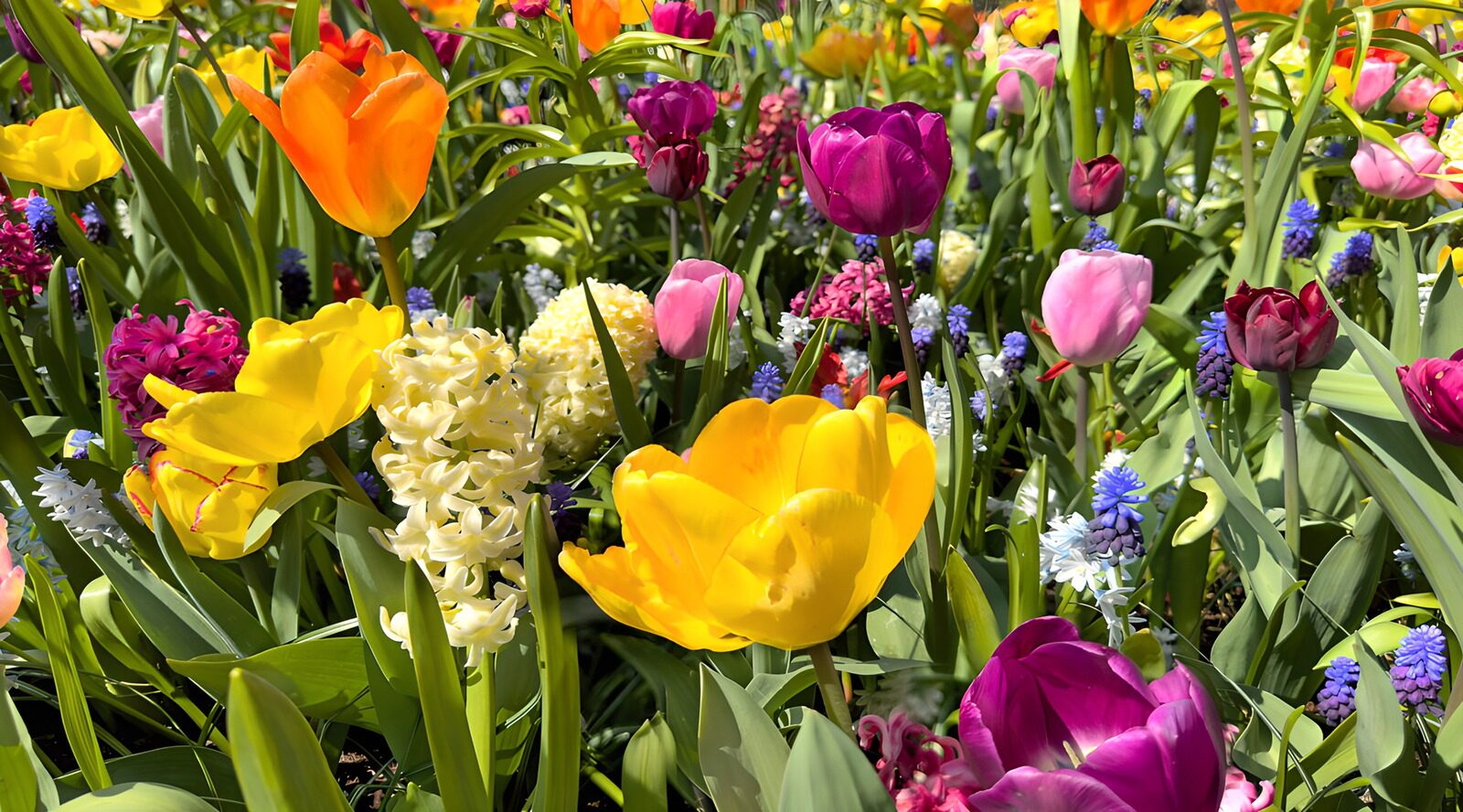 TPDE31970: Farbenfrohe Frühlingsblumen in voller Blüte