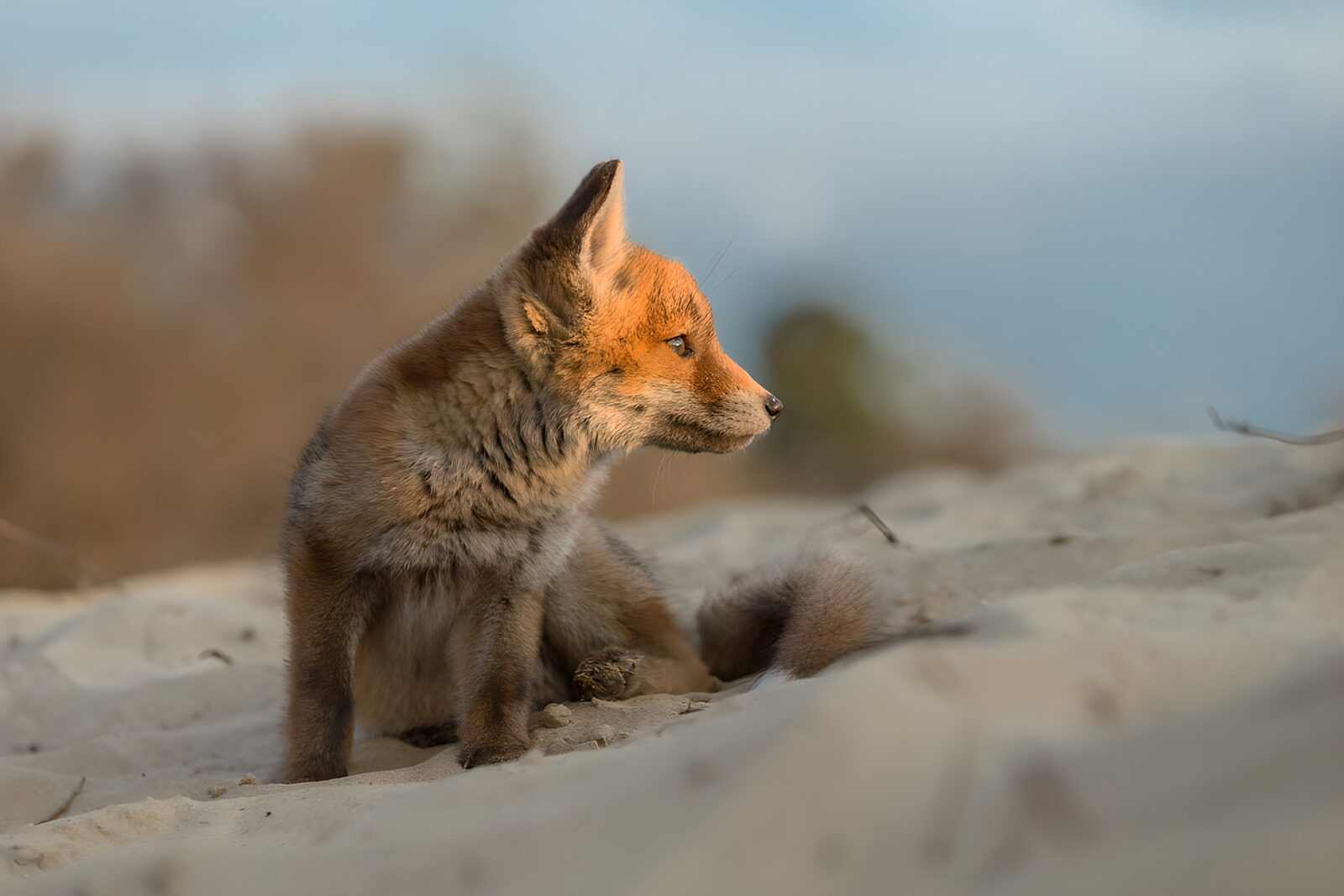TPDE14477: Fuchs am Sandstrand
