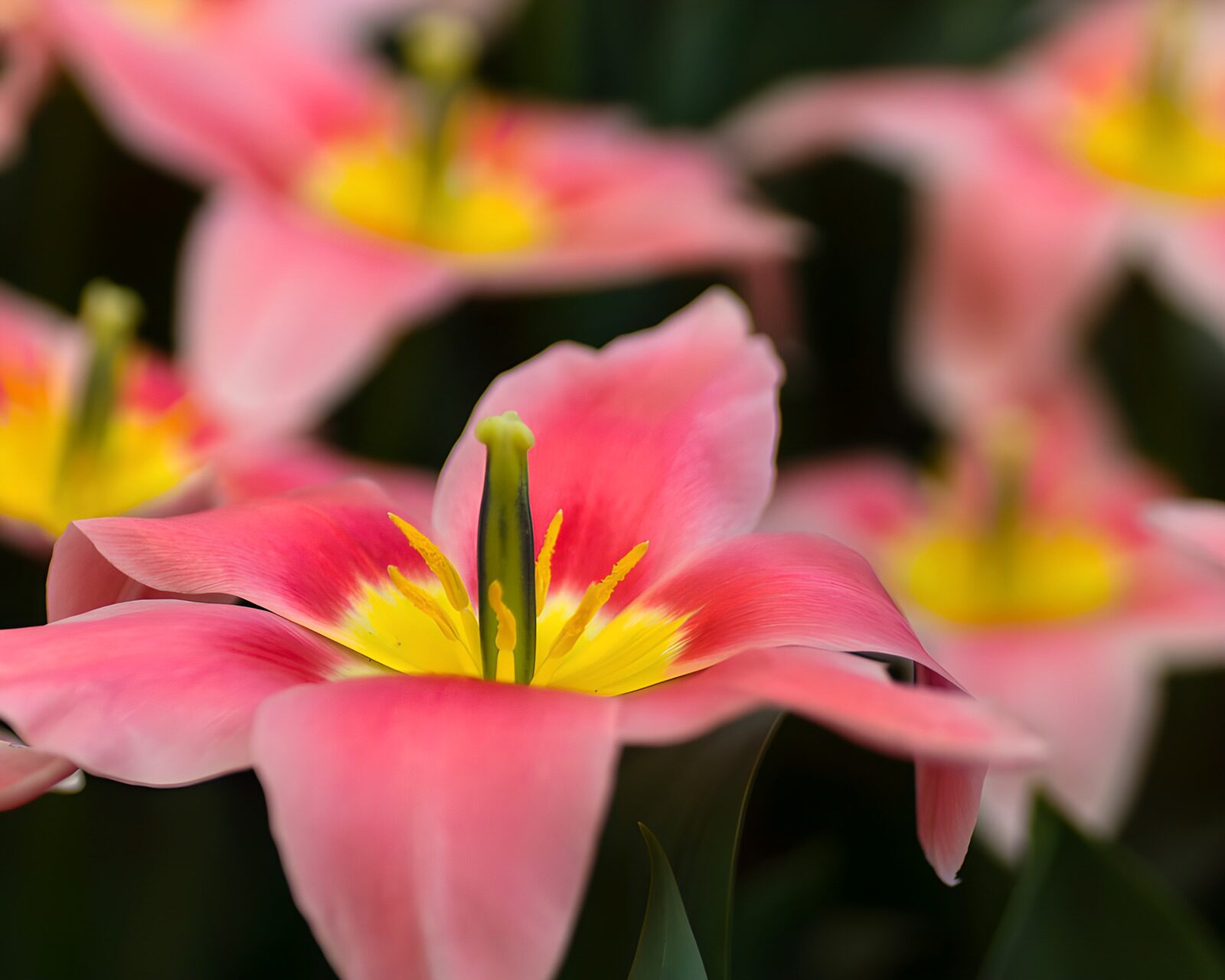 TPDE72972: Zarte pinke Tulpen in voller Blüte