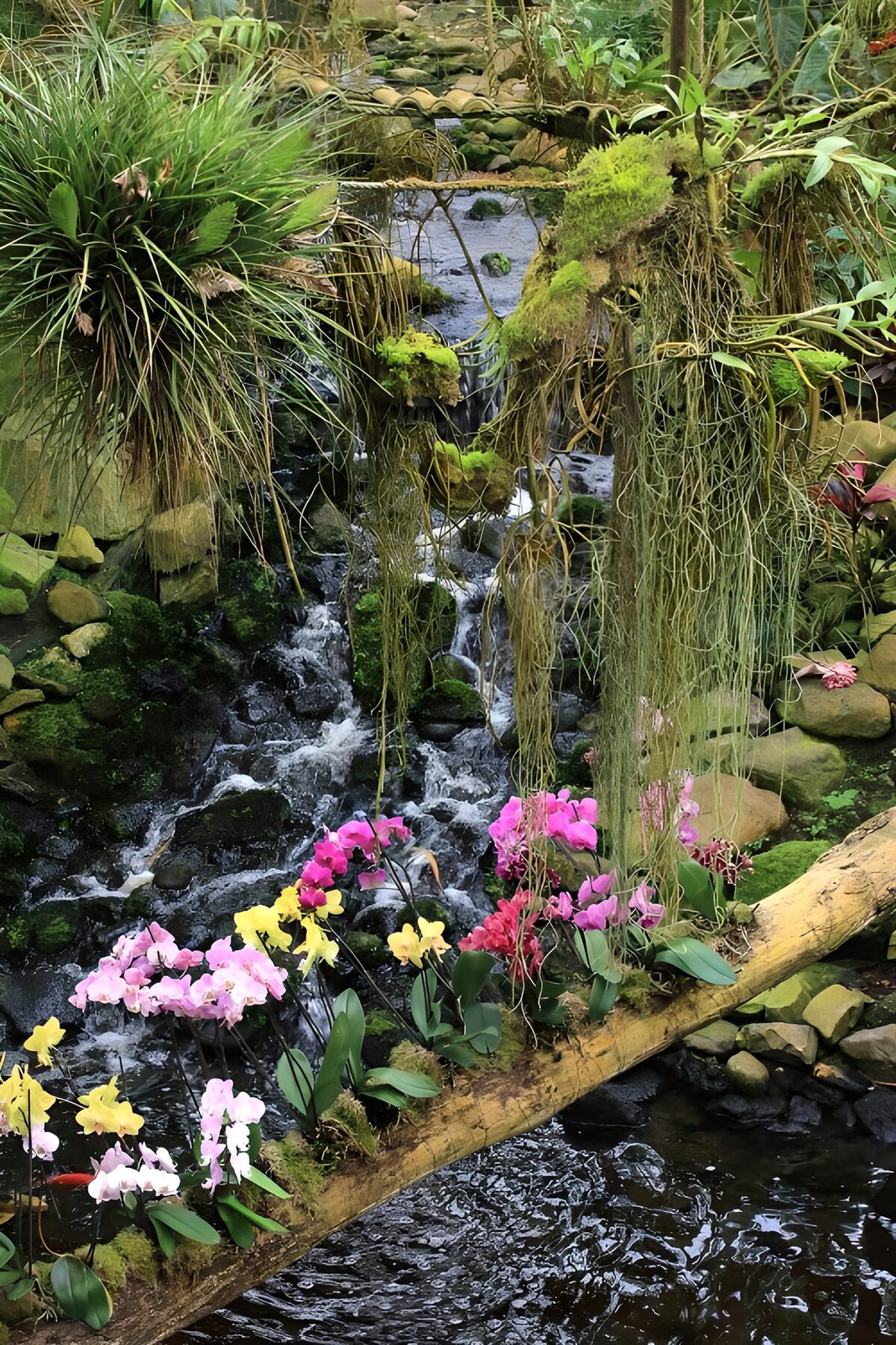 TPDE61394: Orchideen auf einem Baumstamm über einem Bach 1