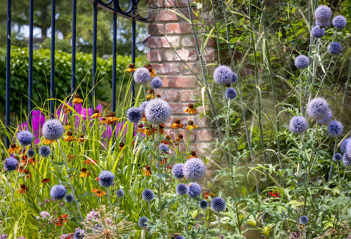 TPDE20622: Bunte Gartenblumen im Sommer
