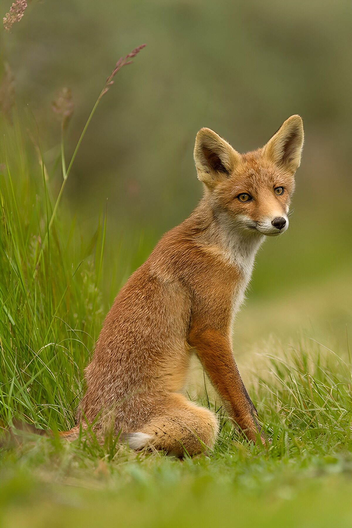 TPDE99477: Jungfuchs in der Natur
