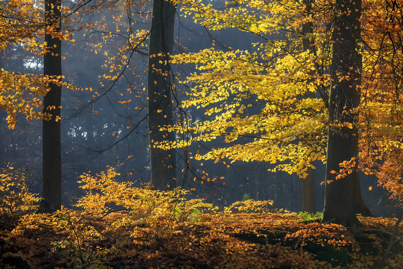 TPDE89869: Herbstlicher Wald im goldenen Licht