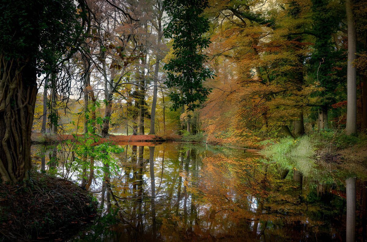 TPDE12727: Herbstliche Baumreflexionen im Teich