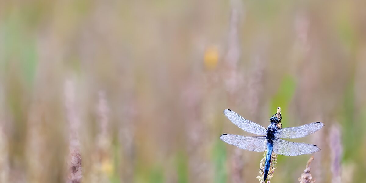 blaue Libelle in einer Wiese