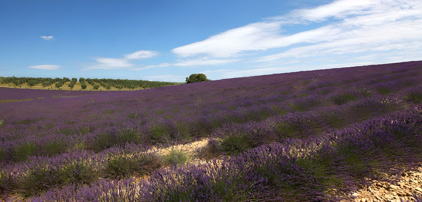 TPDE42239: Lavendel und Olivenbäume in Süd-Frankreich