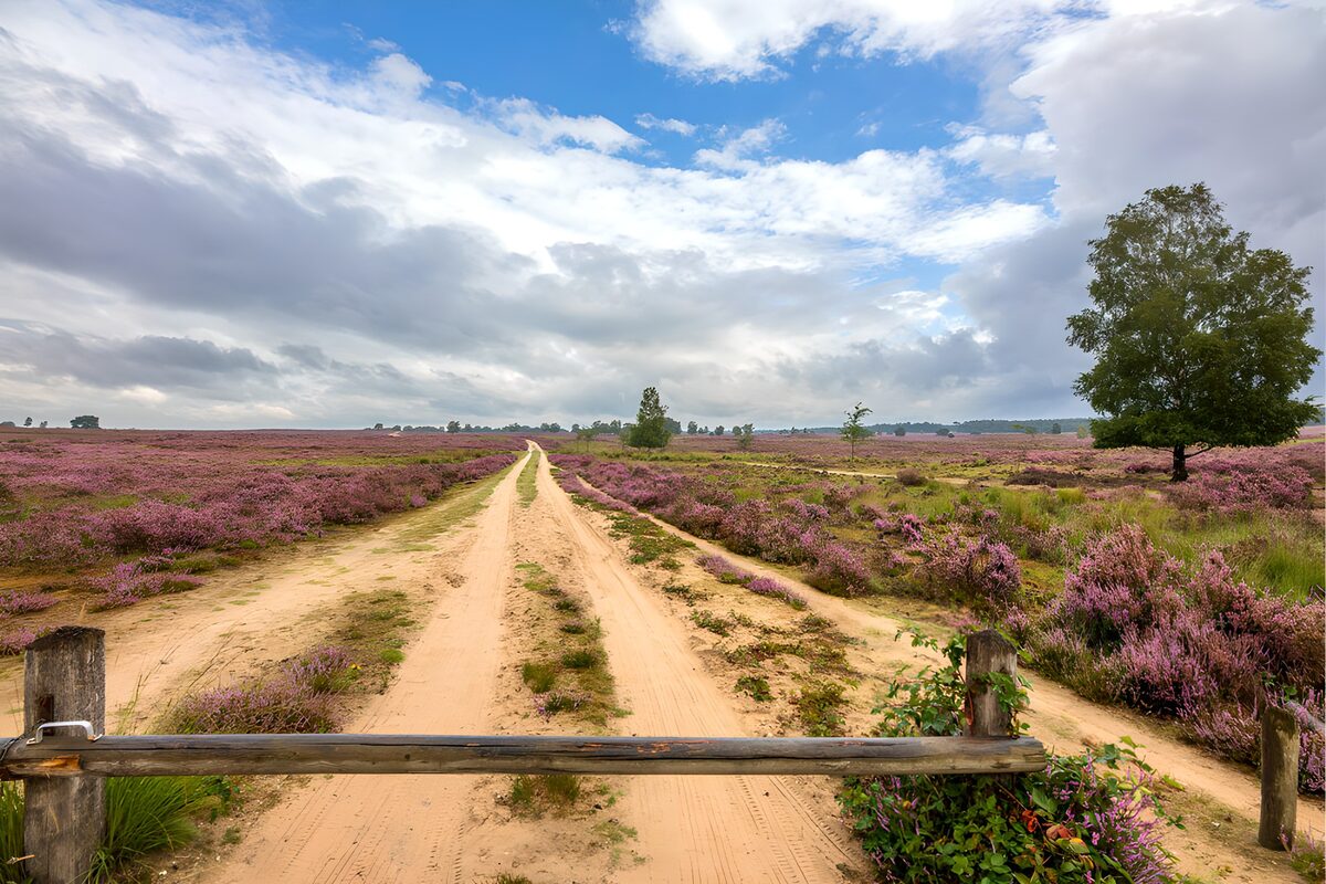 TPDE34353: Heideweg im blühenden Moor