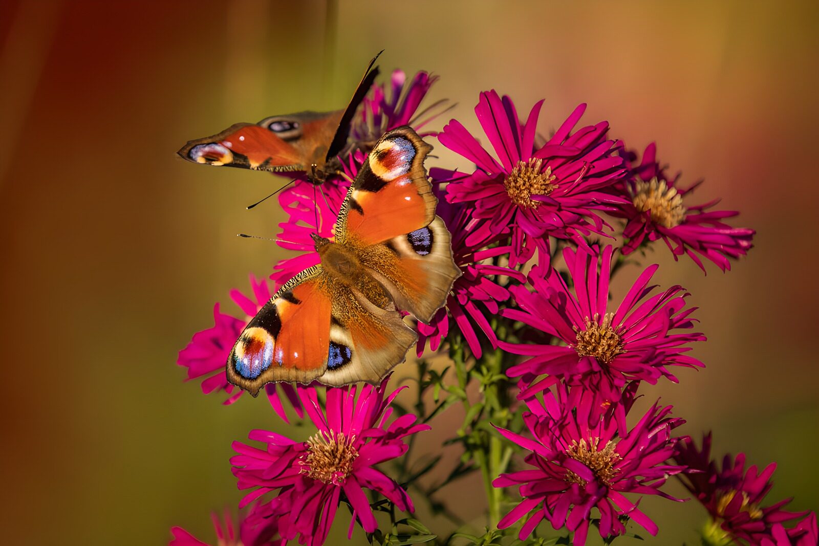 TPDE32567: Schmetterlinge auf leuchtenden Blumen