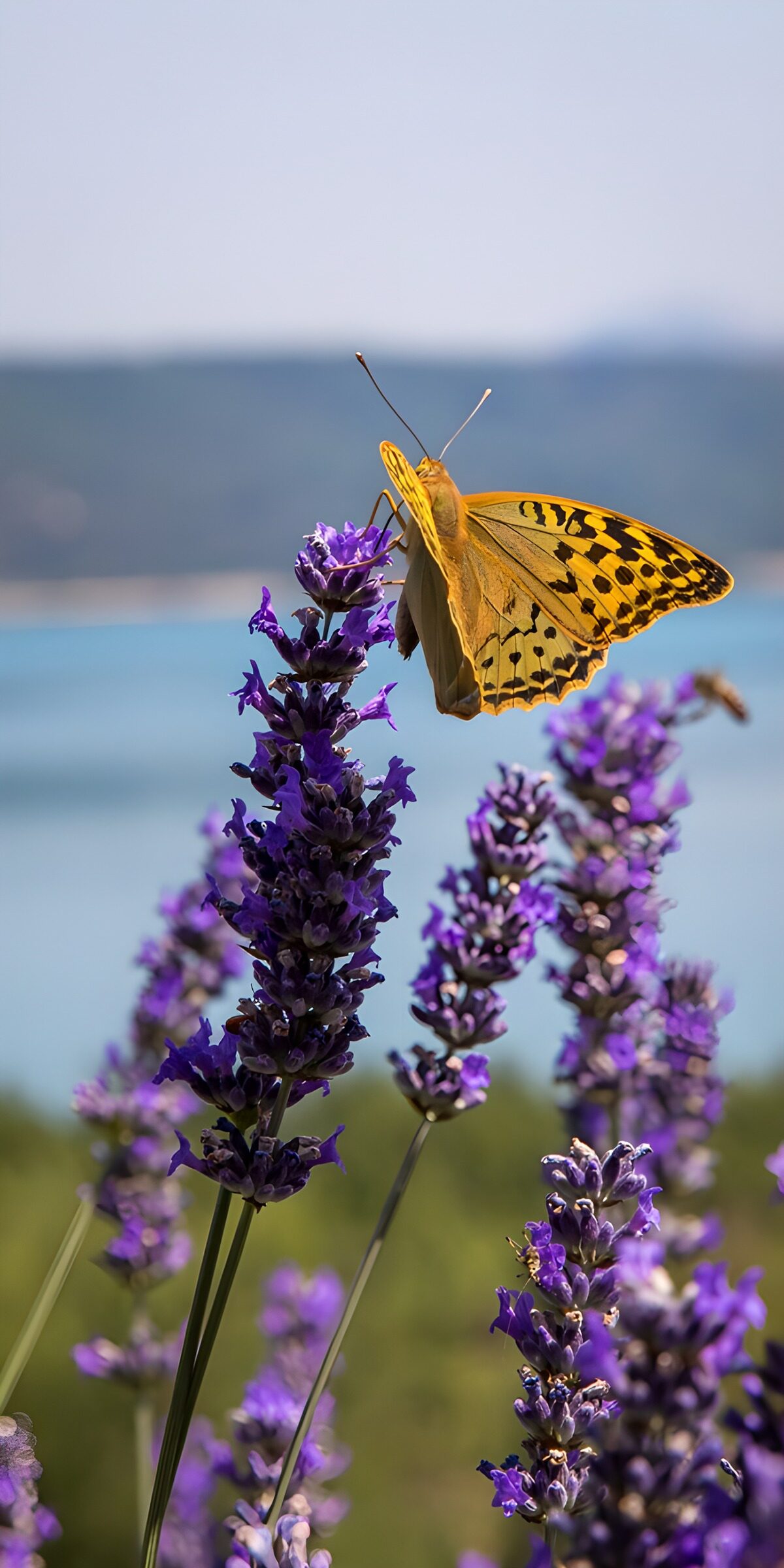 TPDE14179: Schmetterling auf Lavendelblüten