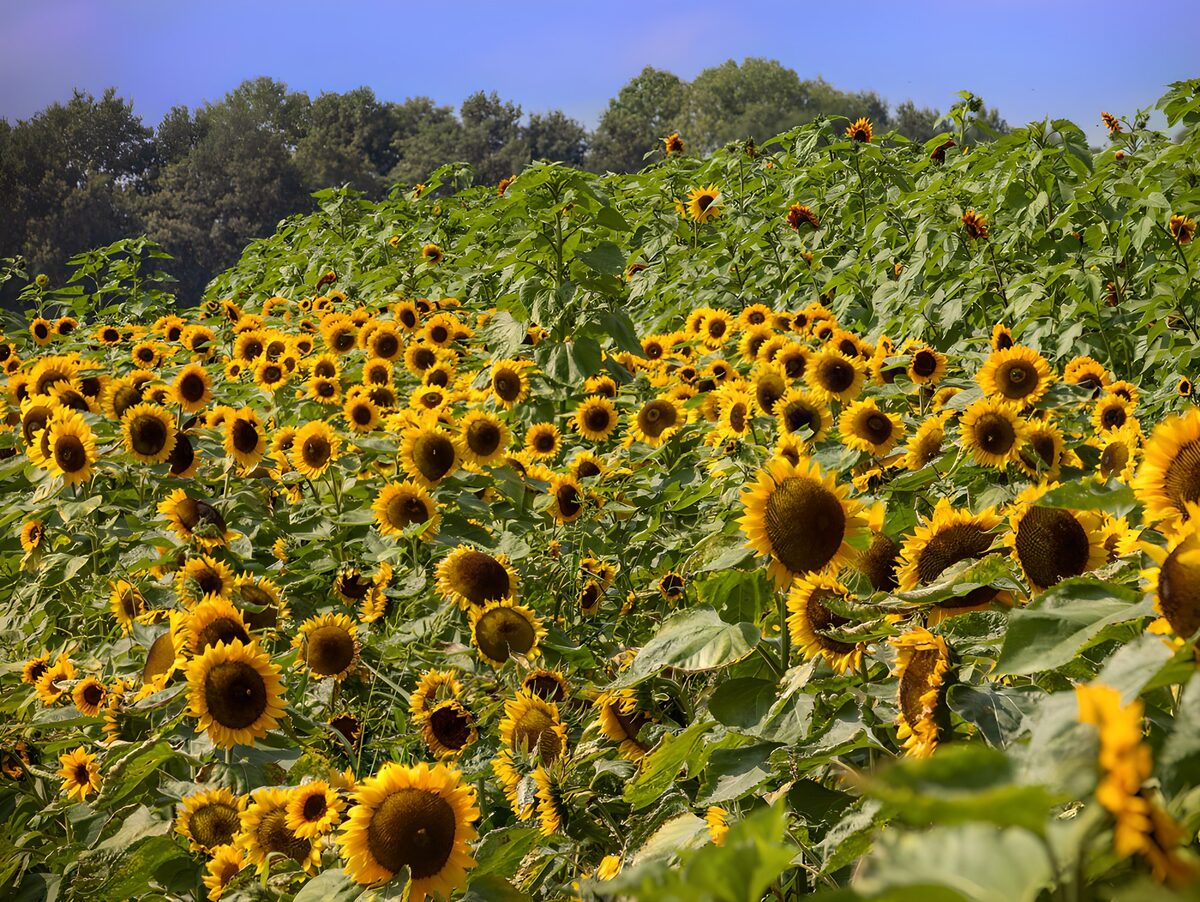 TPDE42801: Sonnenblumenfeld im Sommer