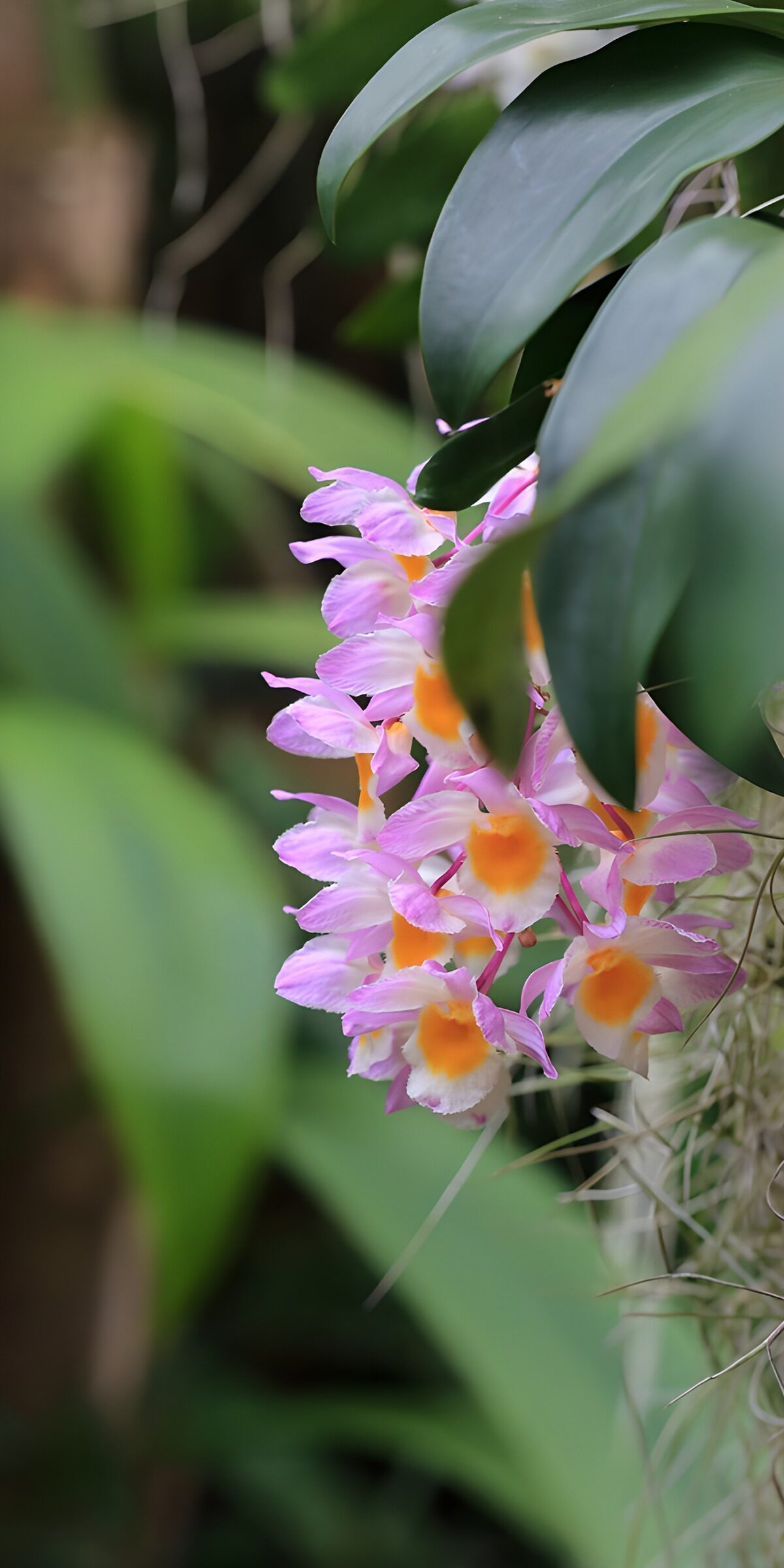 TPDE98299: Schöne Orchidee in üppiger Natur