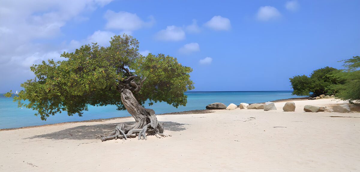 TPDE93762: Einsamer Baum am Strand