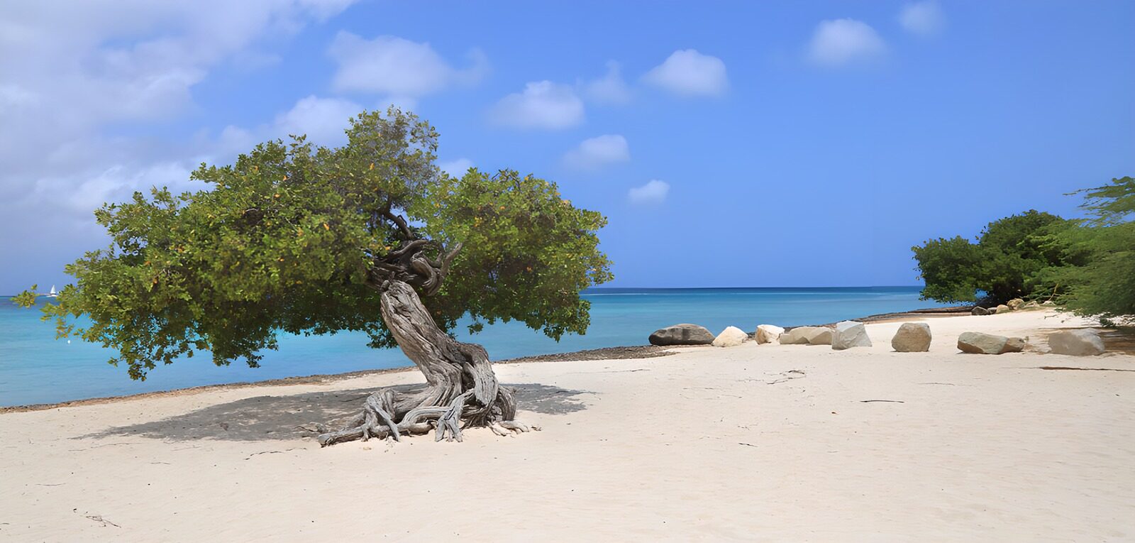 TPDE93762: Einsamer Baum am Strand