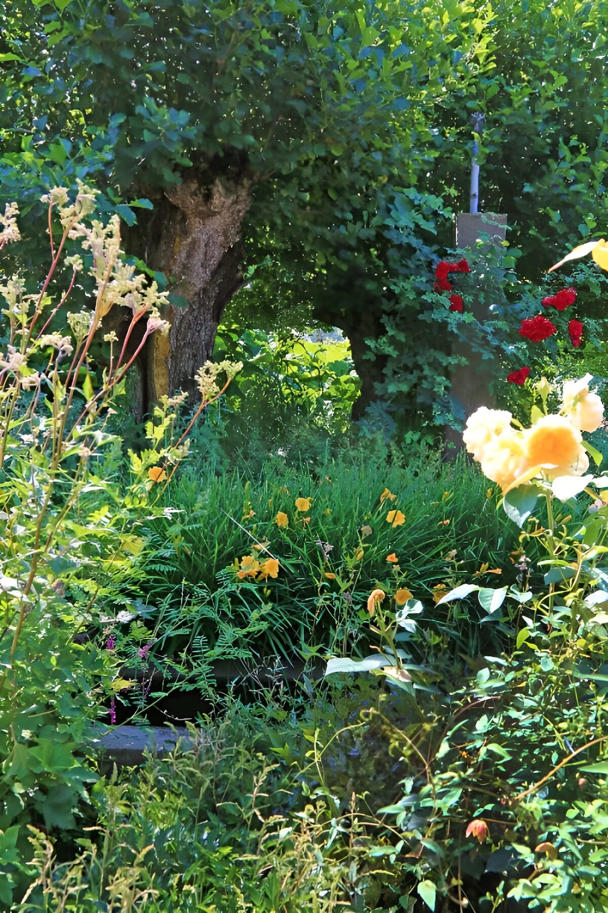TPDE96100: Kopfweiden in einem romantischen Garten