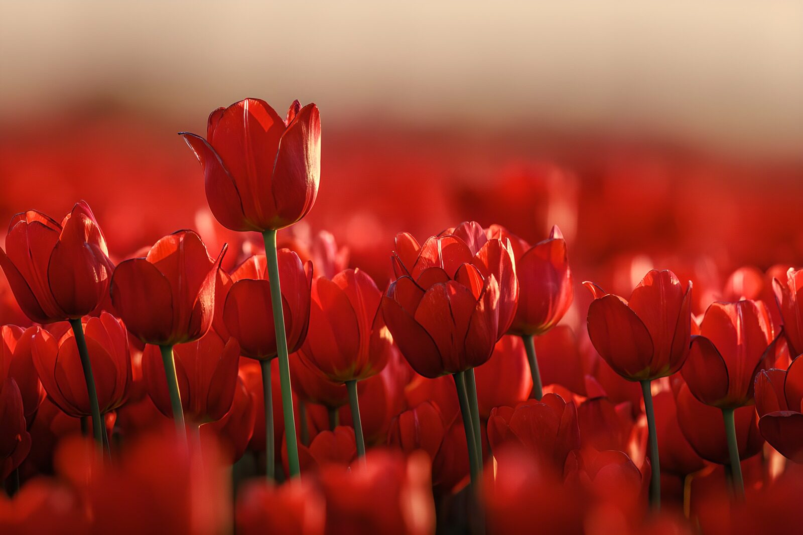 TPDE23935: Rote Tulpen in voller Blüte