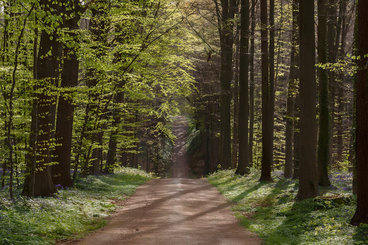 TPDE59087: Ruhiger Waldweg im Frühling