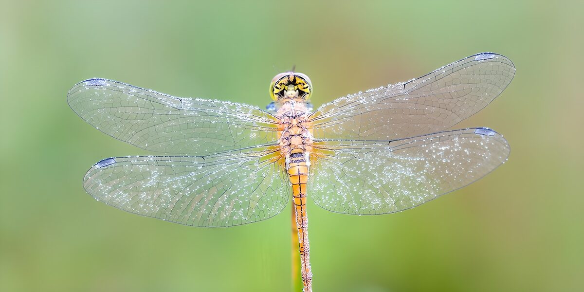 Libelle mit glasklaren weißen Flügeln