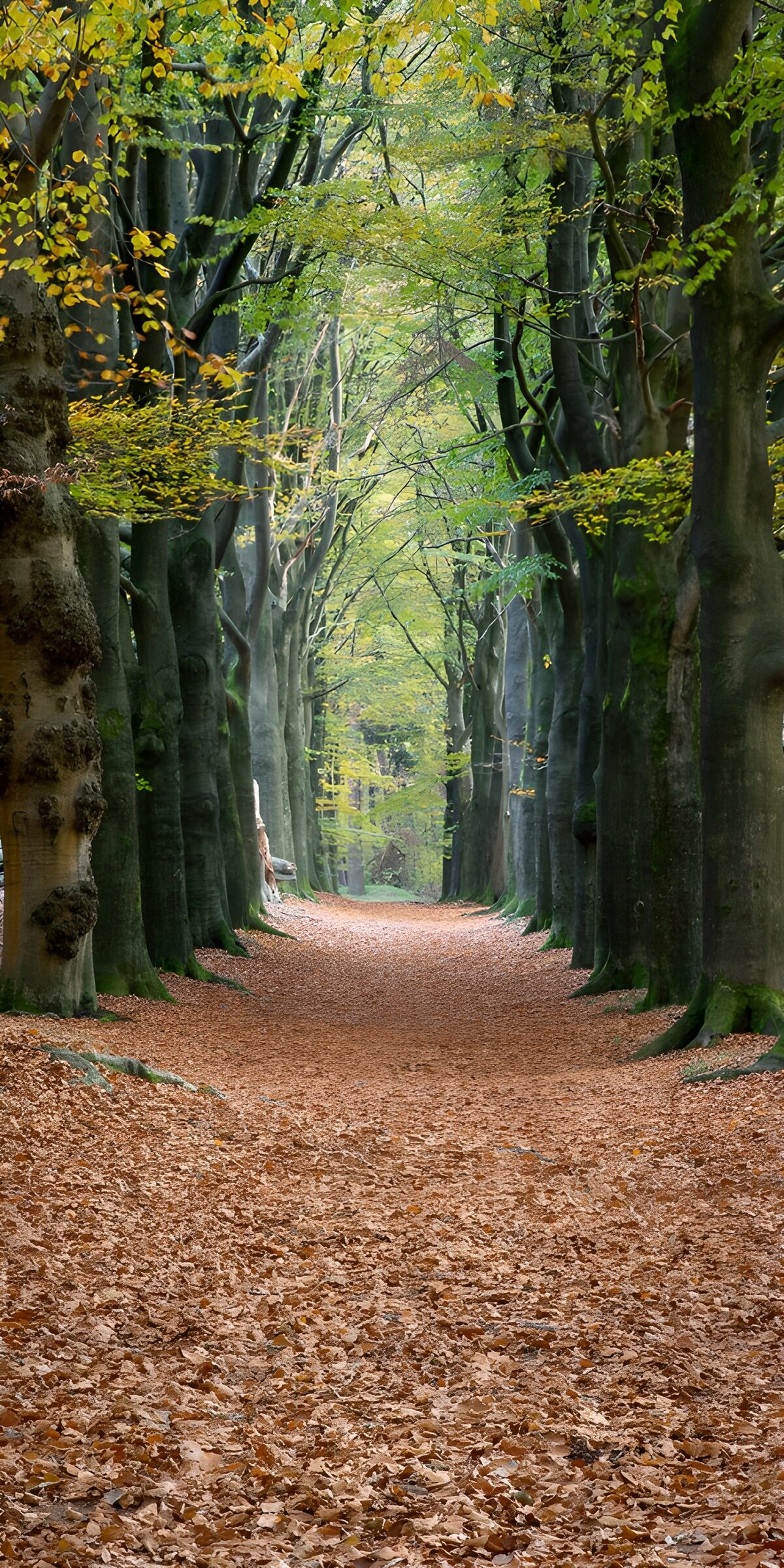 TPDE39158: Herbstlicher Waldweg mit buntem Laub