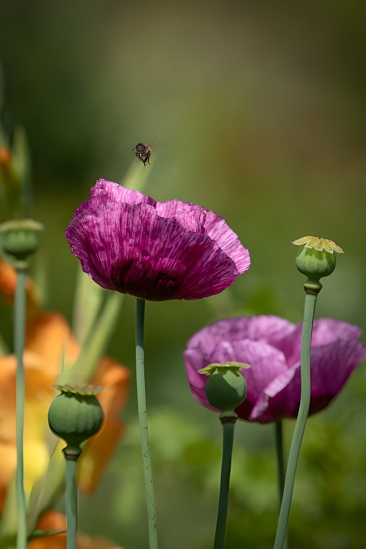 TPDE23007: Bunte Mohnblüten im Sonnenschein