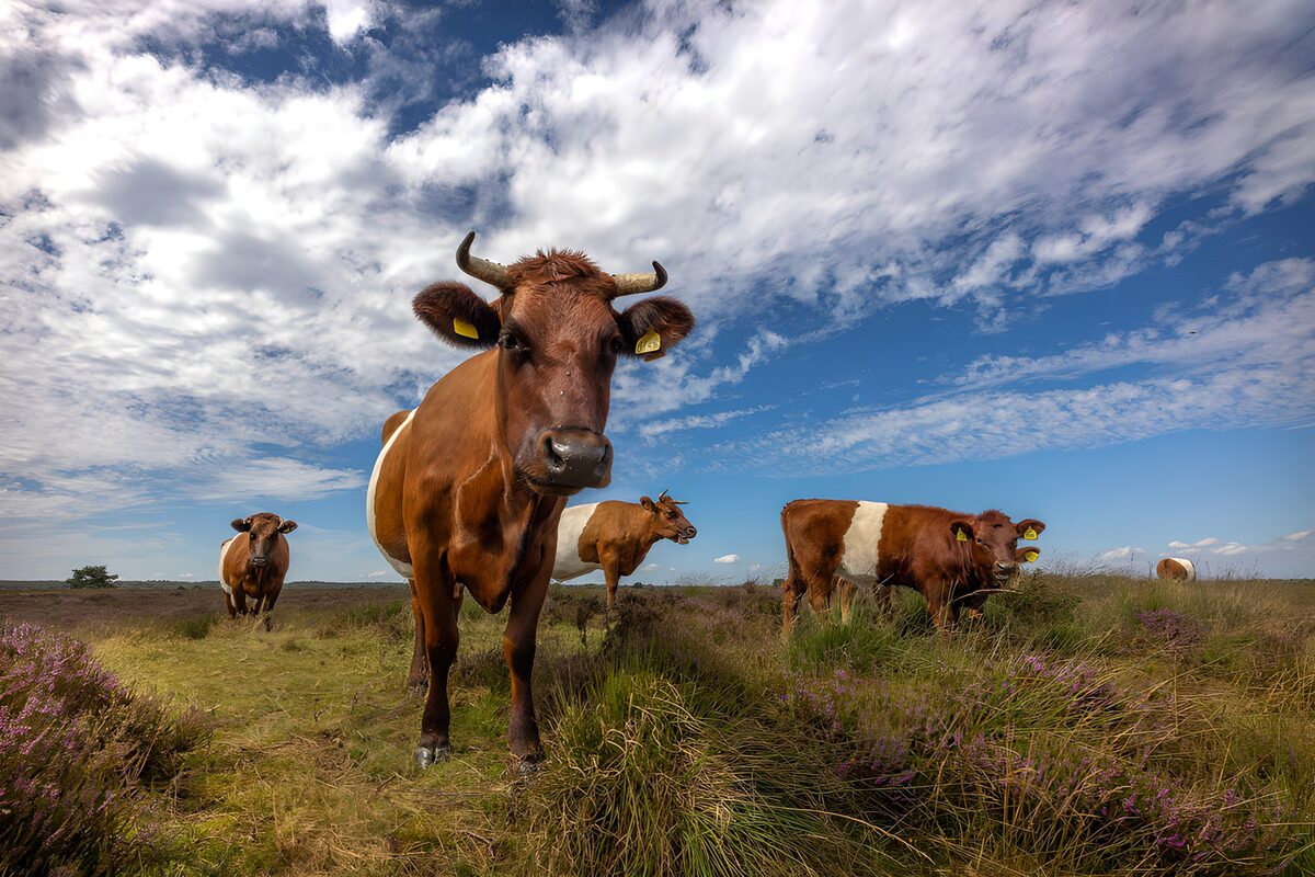 TPDE30831: Kühe auf der Heide unter blauem Himmel