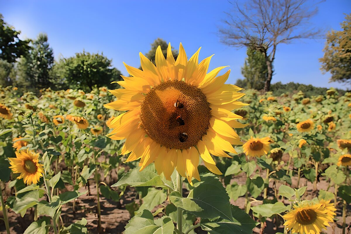 Bienen sorgen für Sonnenblumenhonig in Süd-Frankreich