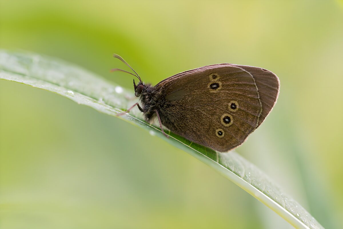 Schmetterling auf Blatt in sanftem Licht
