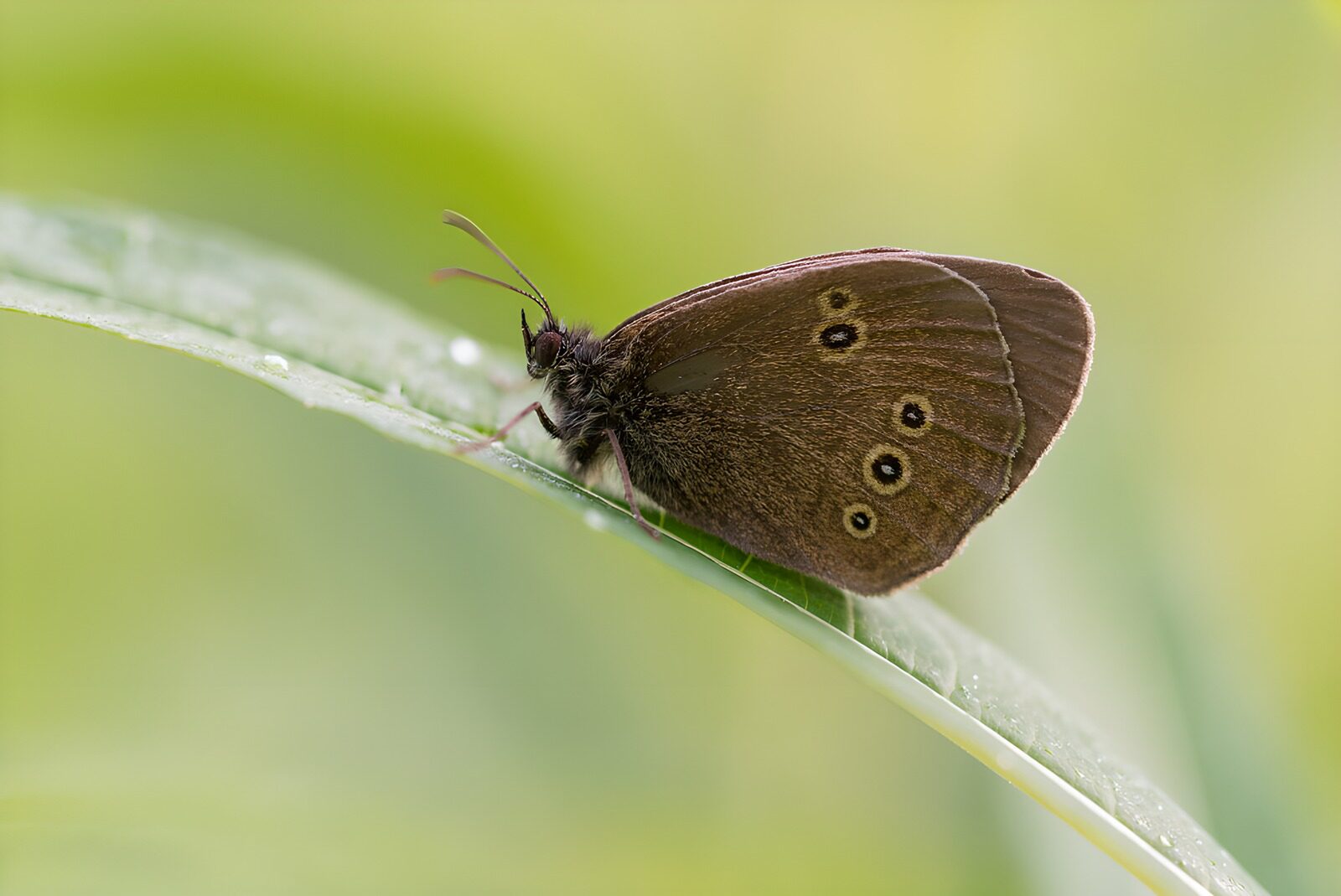TPDE45013: Schmetterling auf Blatt in sanftem Licht