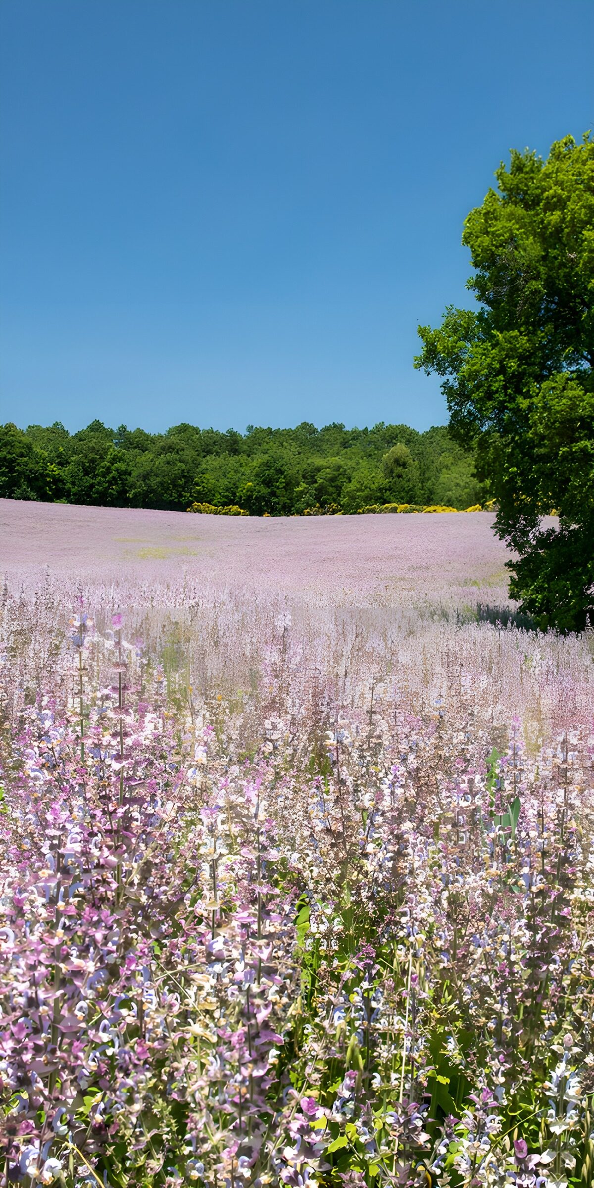TPDE13675: Blühendes Lavendelfeld im Sommer