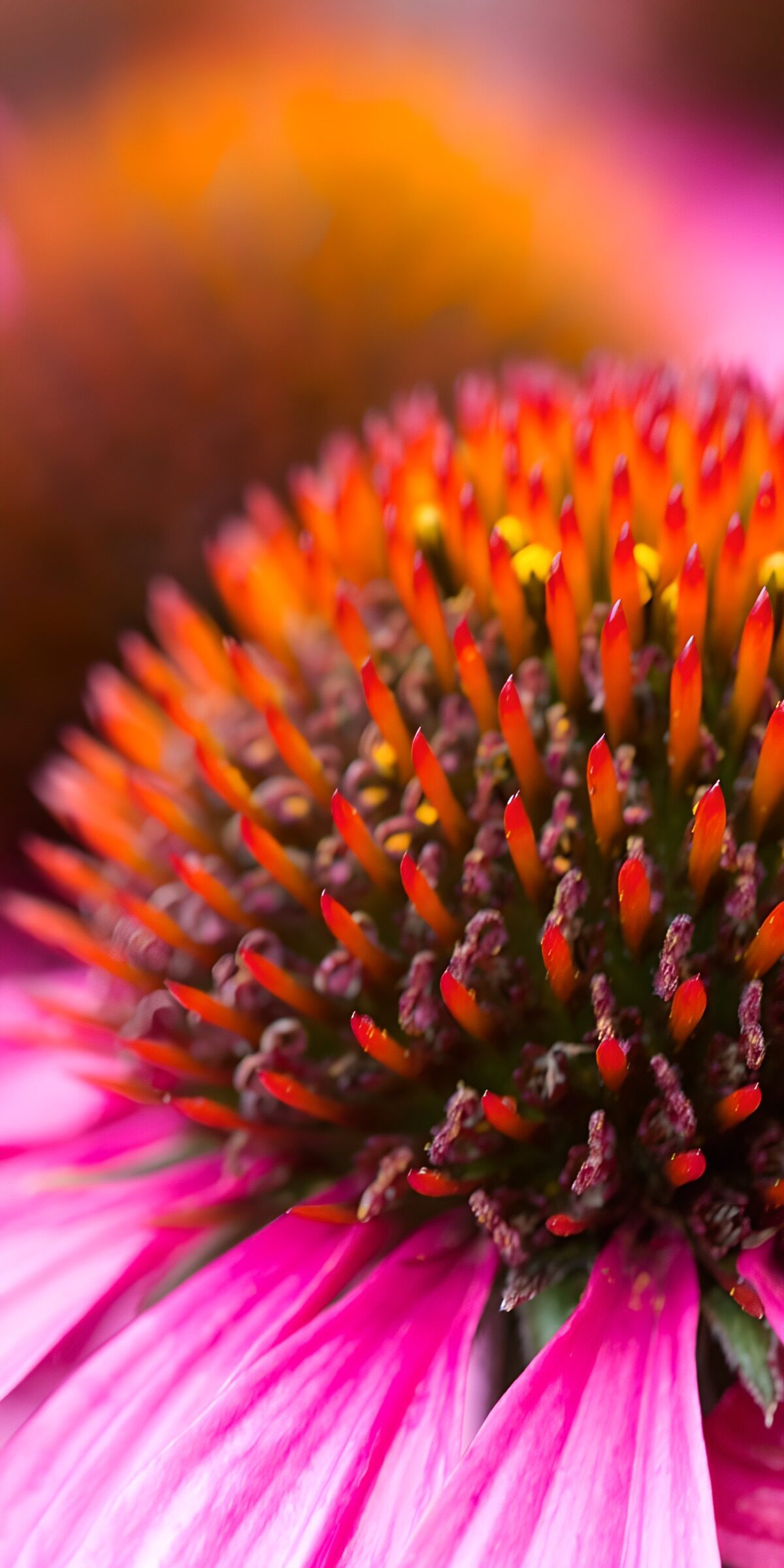 TPDE79616: Blühende Echinacea im Nahaufnahme