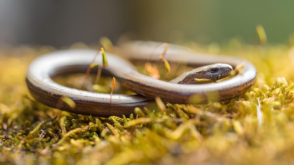 TPDE10287: eine Natter im Gras