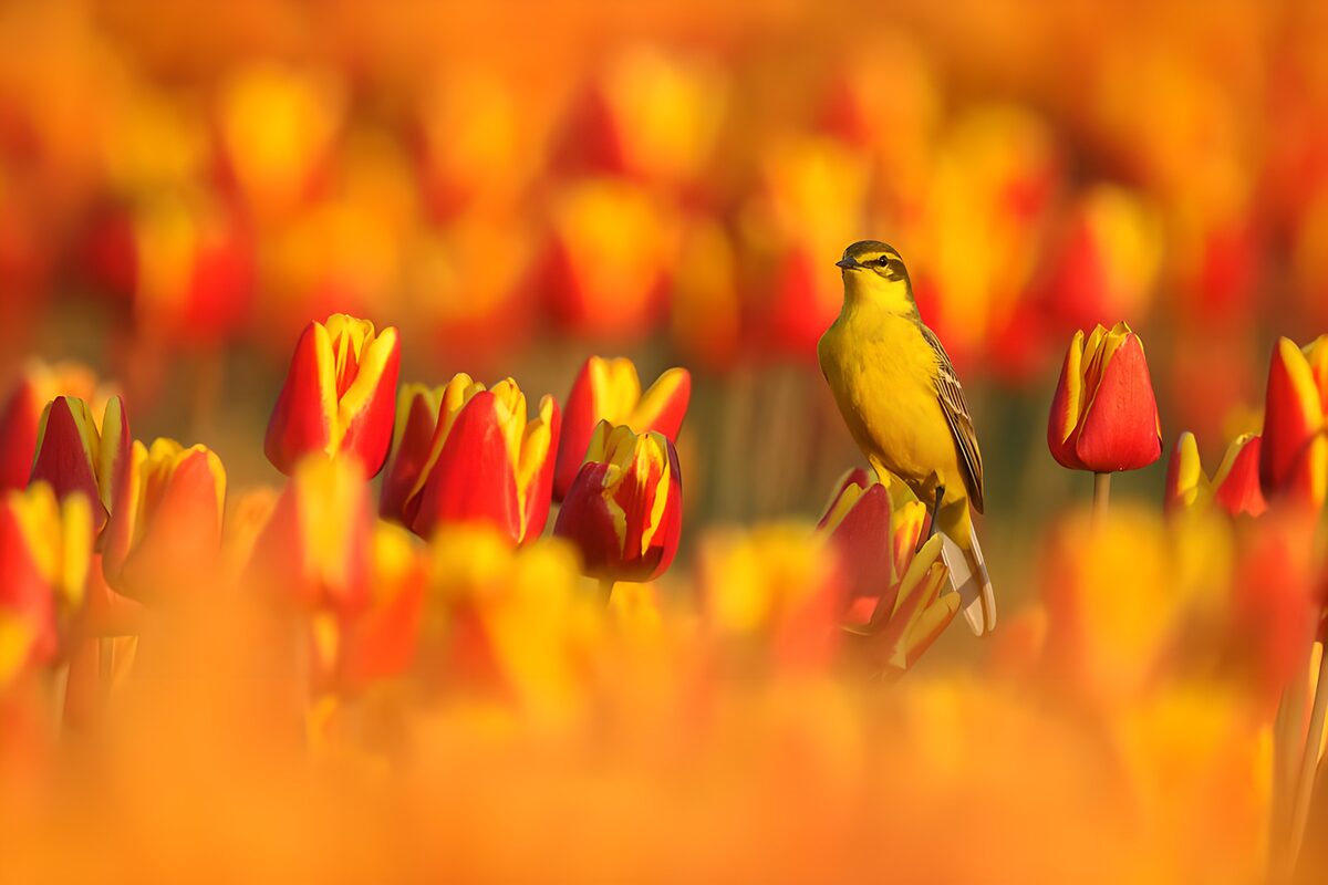 TPDE97739: Vogel zwischen bunten Tulpen